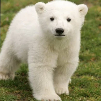 Baby Bear Fortal's avatar