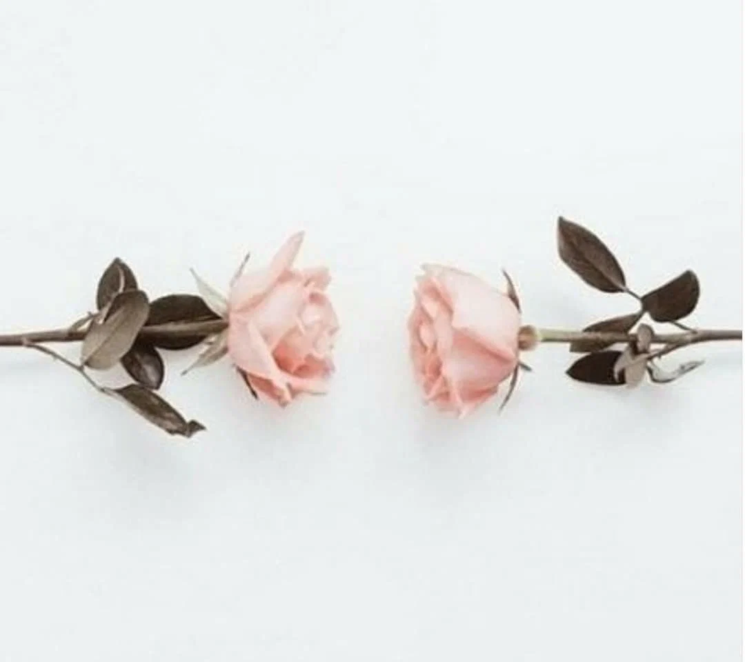 Rose🌹🌹 profile banner