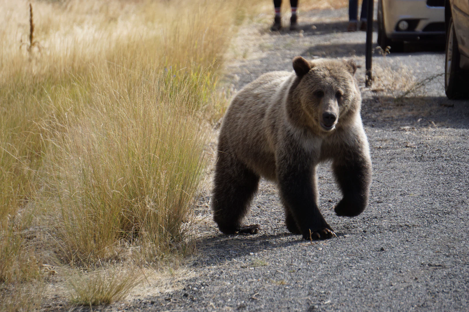 DJ Bear profile banner