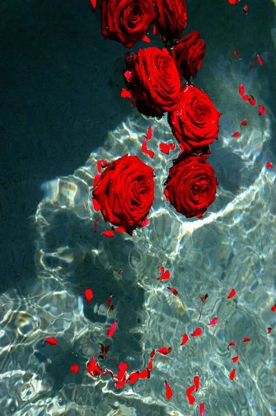 Paloma profile banner