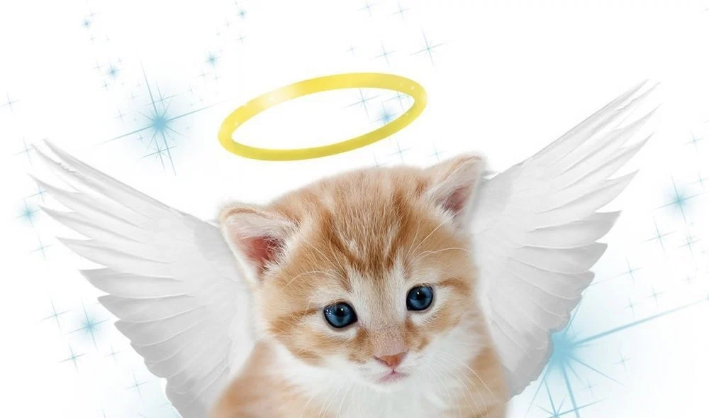 Kitten profile banner
