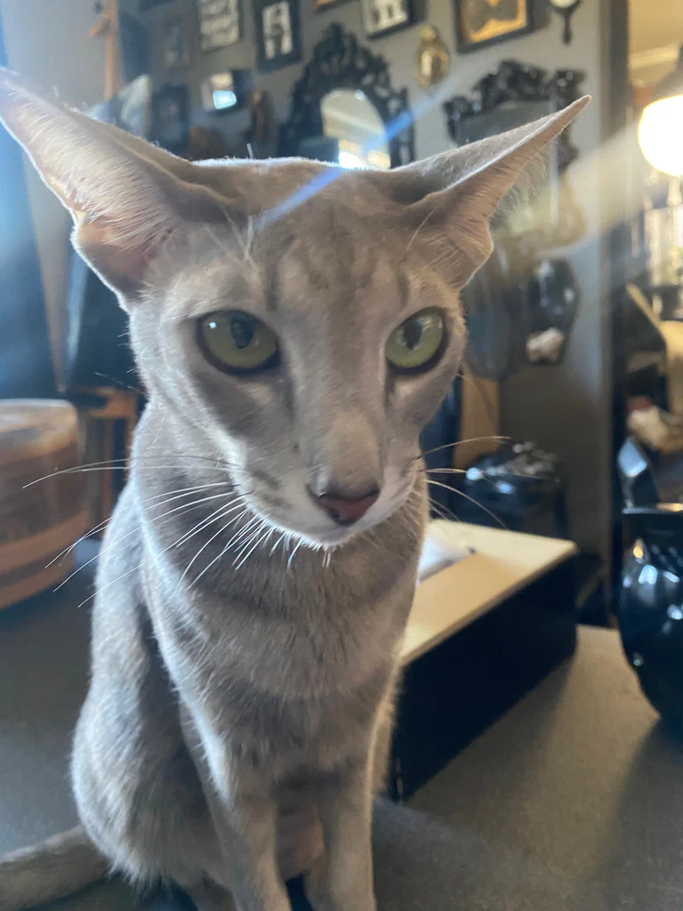 Mia's avatar