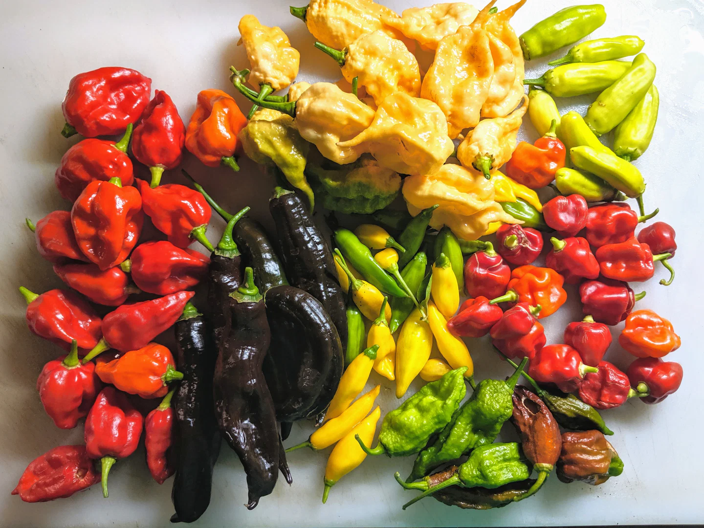 SpicyBoi 🌶 profile banner