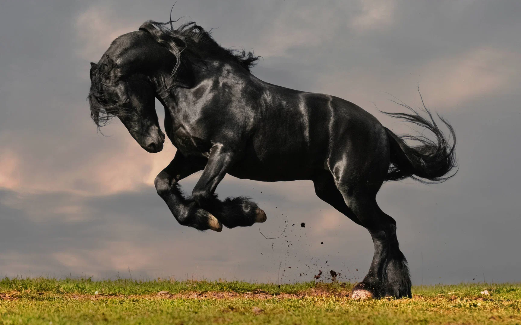 BlackStallion profile banner