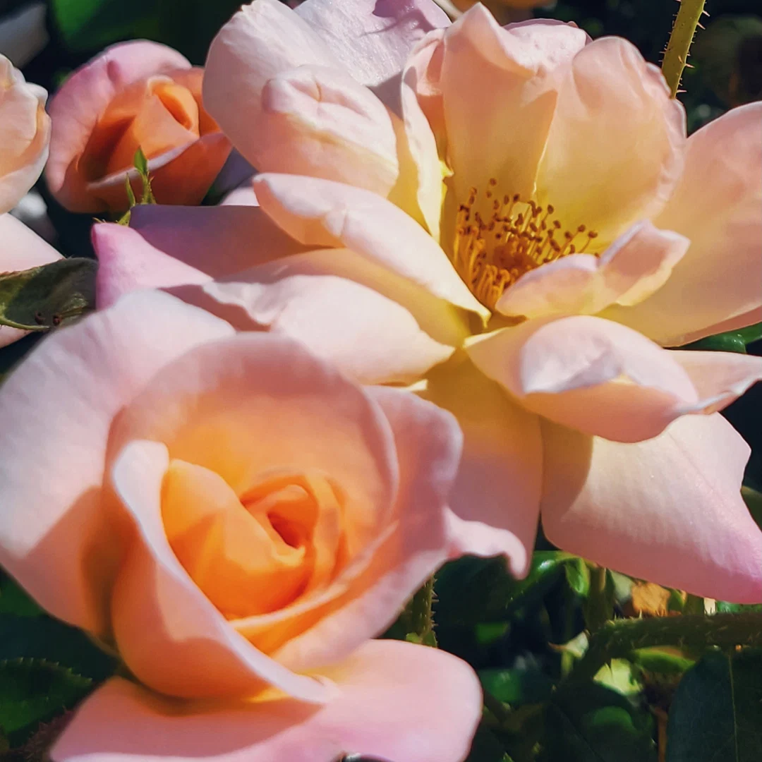 lilah jordan🌹 profile banner