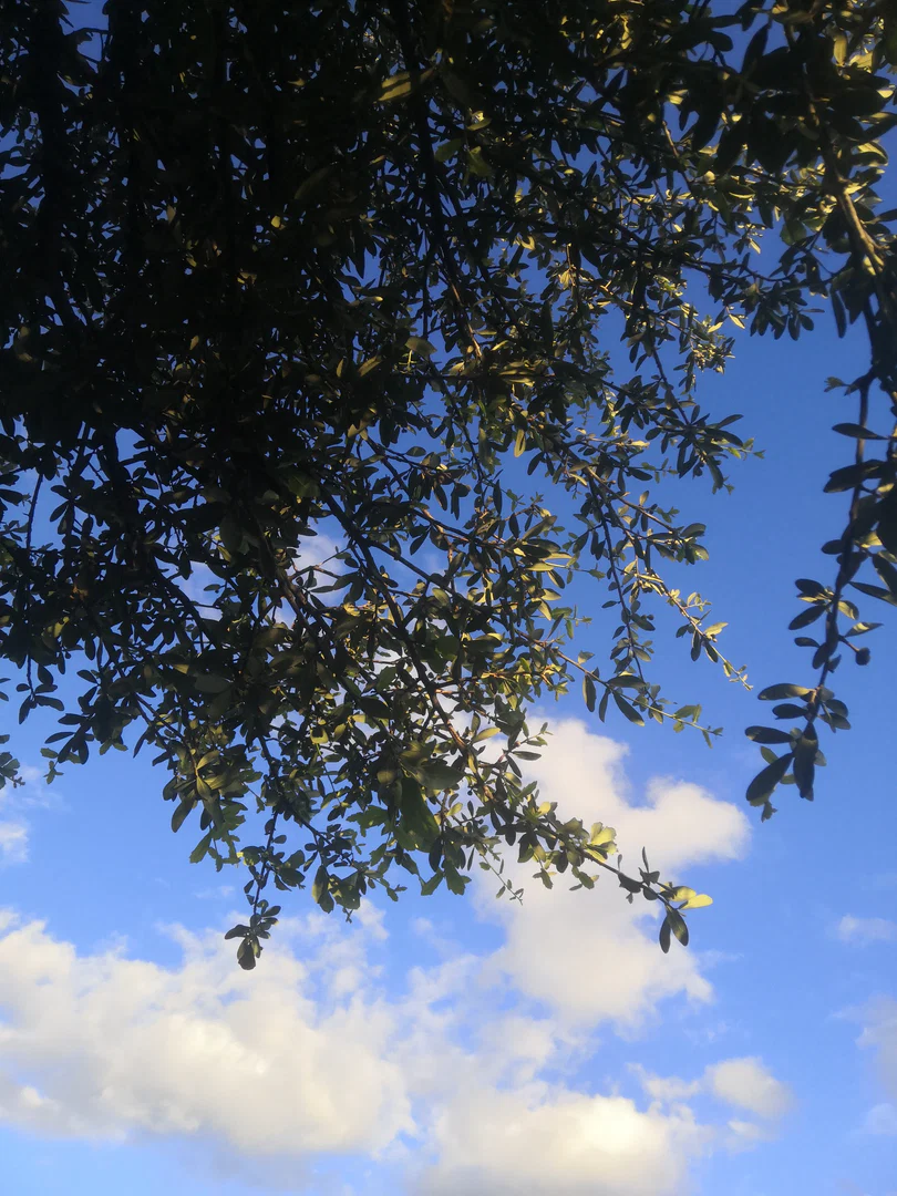 Ramy profile banner