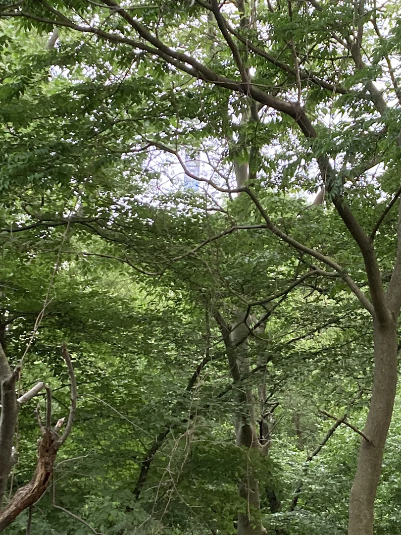 UncutNYC profile banner