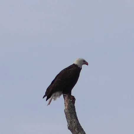 Nature profile banner