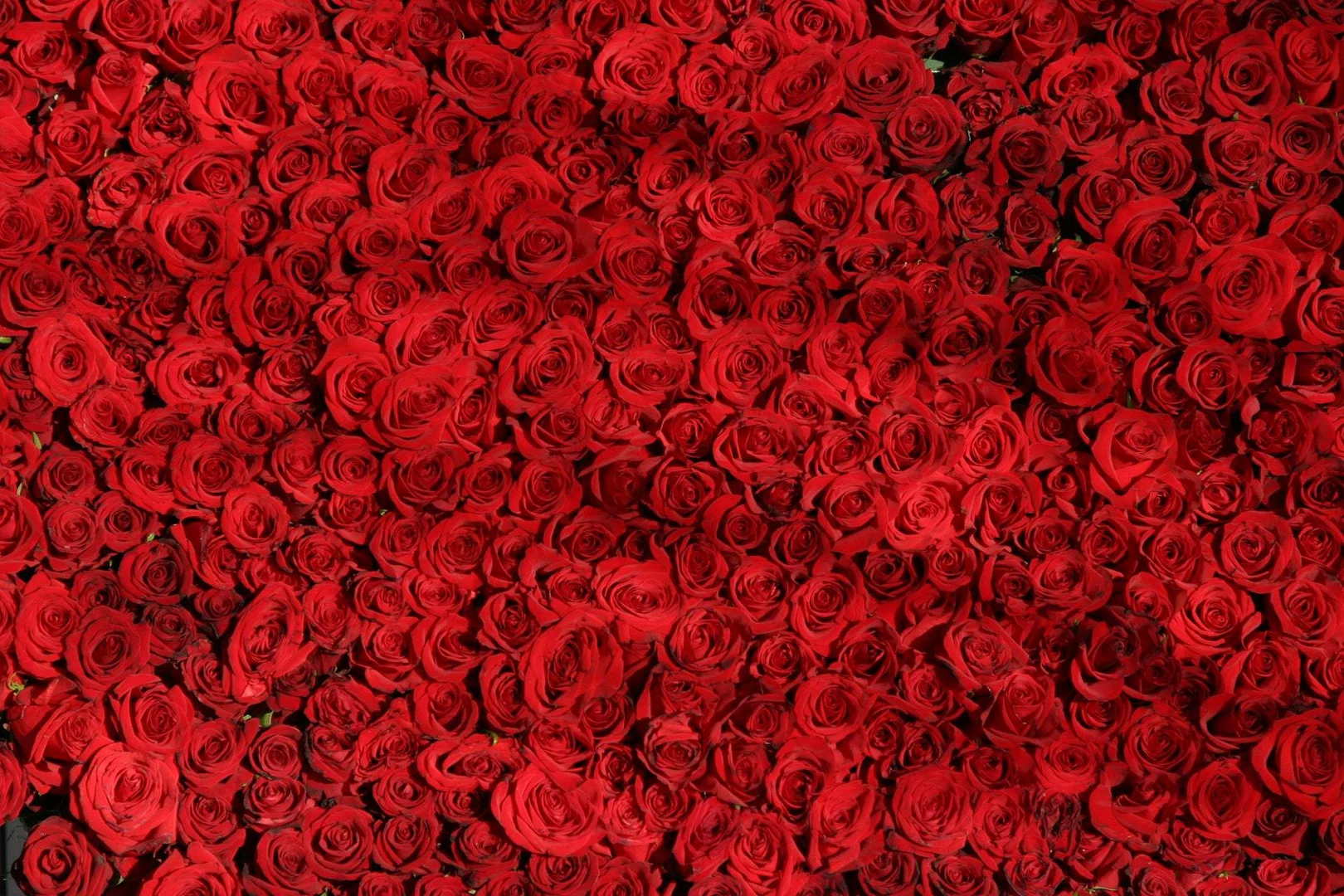 BBW Winnie Rose profile banner