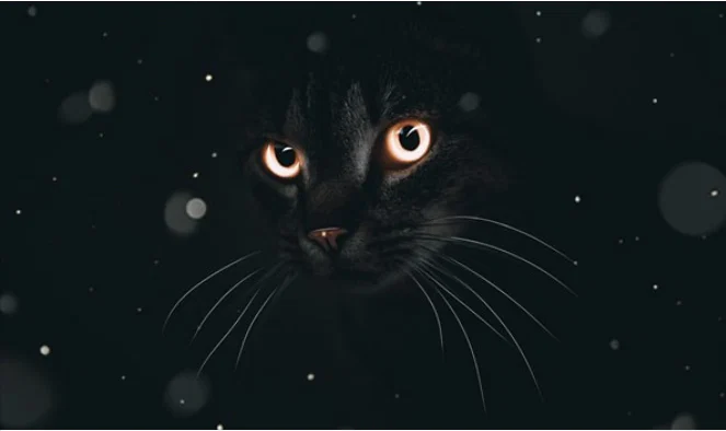 Miryam Melek's avatar